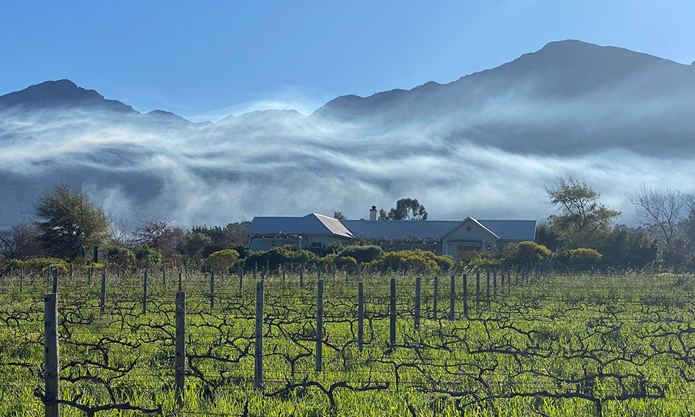 Cape-Vue-from-vineyards