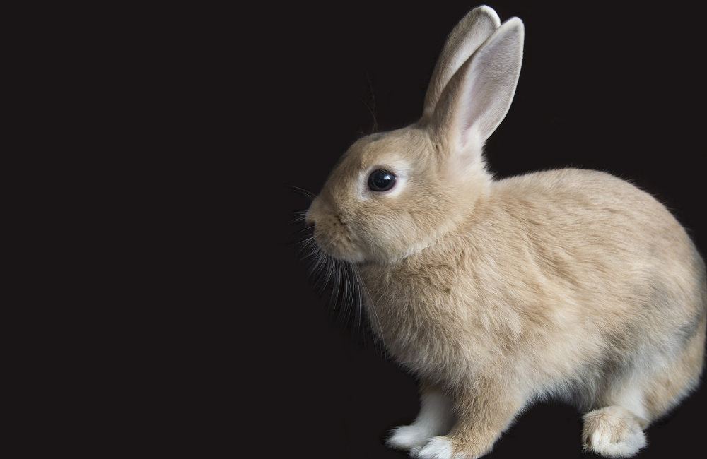 Chinese New Year What The Year Of The Rabbit Means Crush Mag