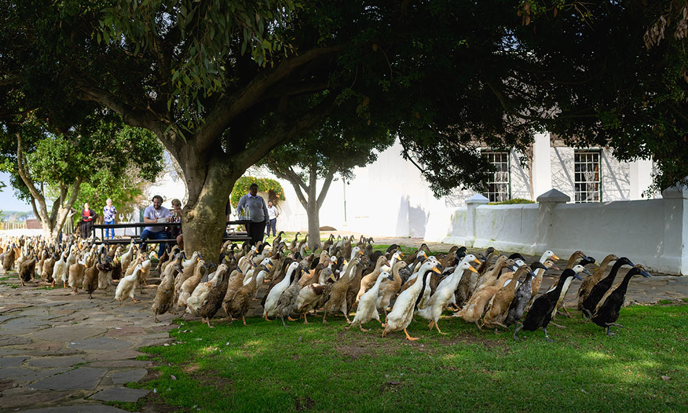 HR-Vergenoegd-Low_Indian-running-ducks_