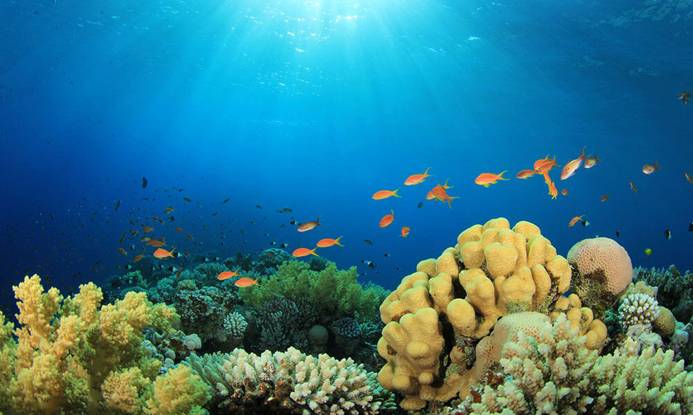 World Oceans Day