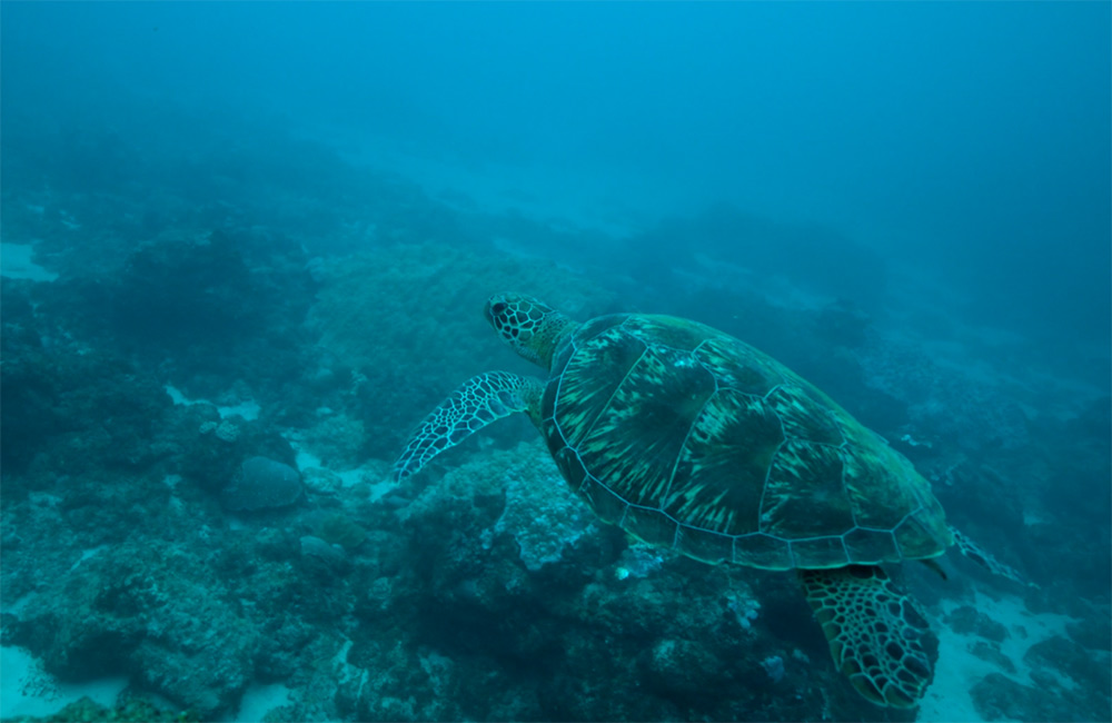 World Oceans Day