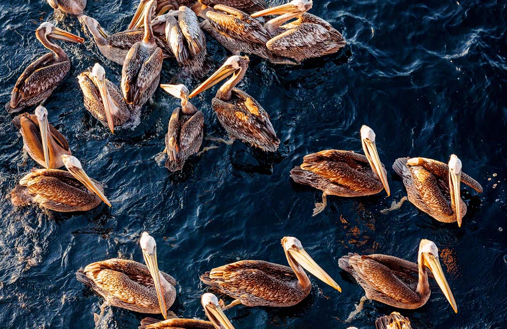 World Oceans Day