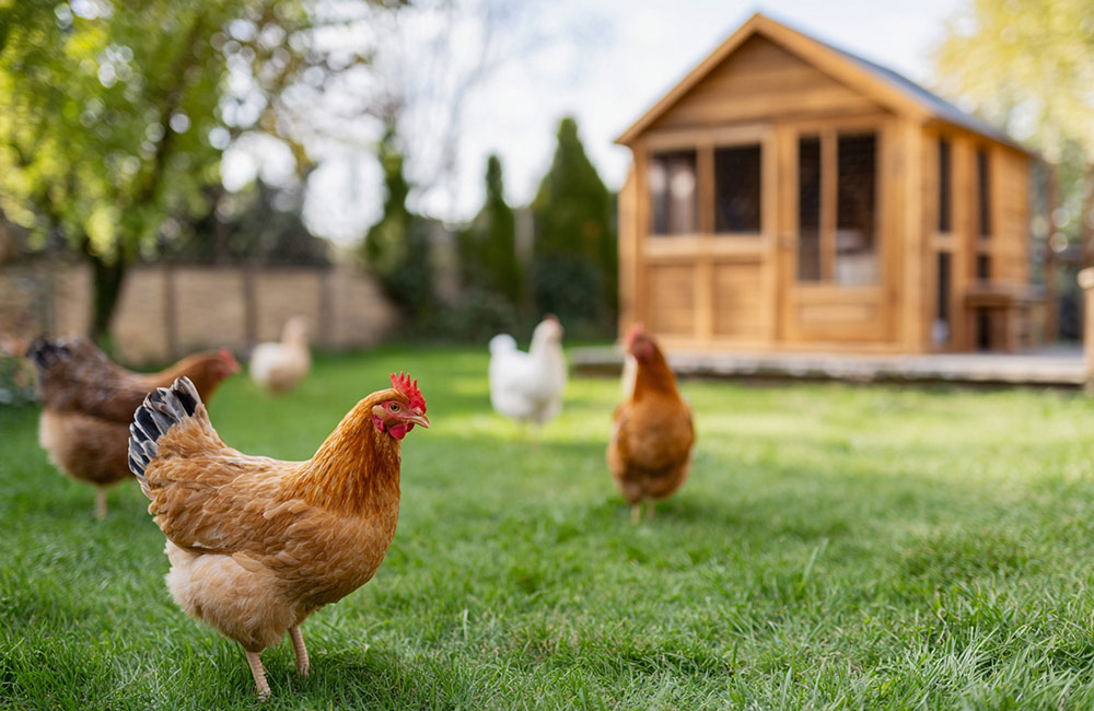 raising chickens