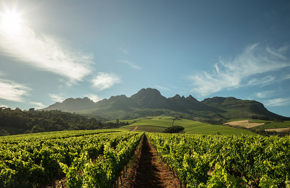 Alto Estate, Stellenbosch, South Africa