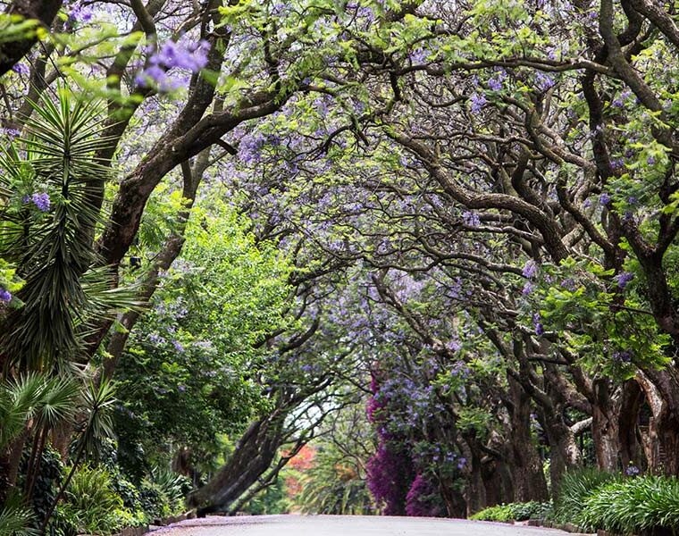Jacaranda Afternoon Tea