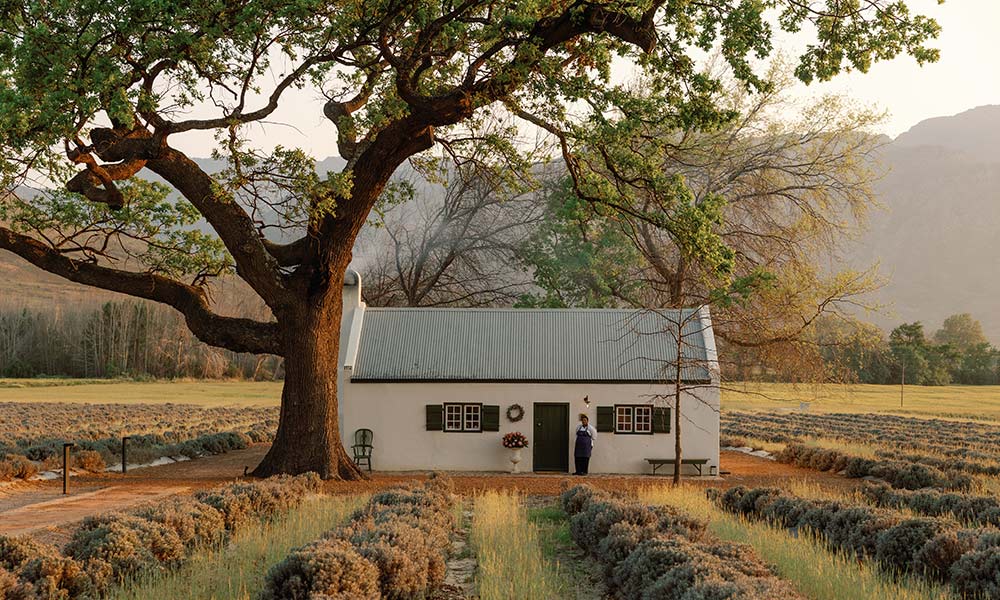 Jan Franschhoek Season V